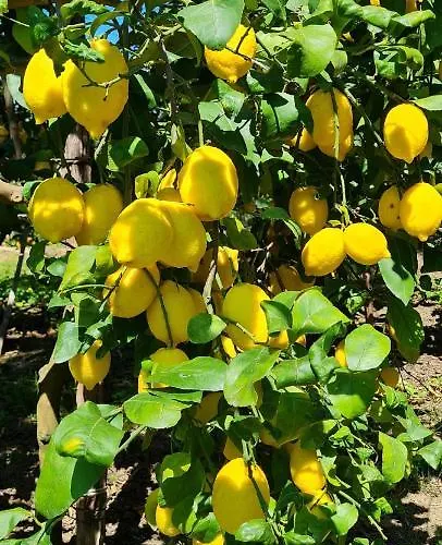 Oda ve Kahvaltı Rita 4*